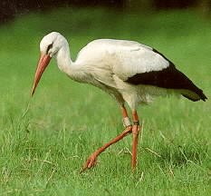 cigogne Alsacill